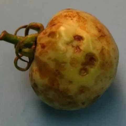 thumbnail for publication: Tomato Chlorotic Spot Virus